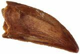 Serrated, Raptor Tooth - Real Dinosaur Tooth #260999-1